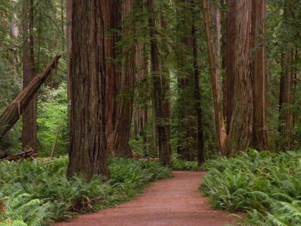 3871310624 ce6803b2dc o 1024x768 - The Redwoods (Whakarewarewa Forest)