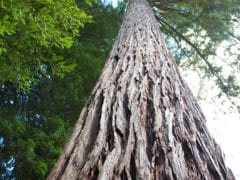 5480841537 ce1e9b064c o 240x180 - The Redwoods (Whakarewarewa Forest)