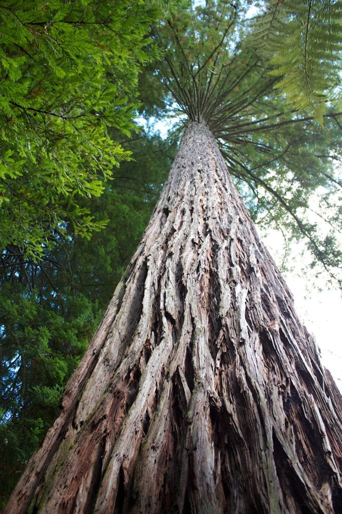 5480841537 ce1e9b064c o 683x1024 - The Redwoods (Whakarewarewa Forest)