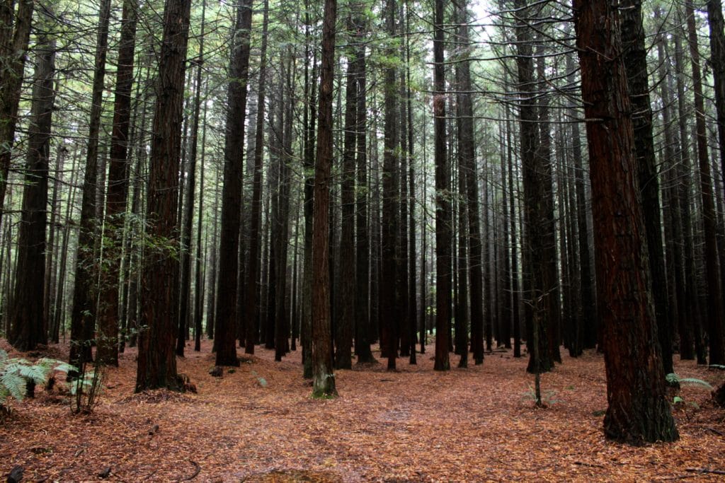 6187668477 9ac5f1fa5b o 1024x683 - The Redwoods (Whakarewarewa Forest)