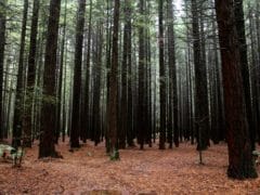 6187668477 9ac5f1fa5b o 240x180 - The Redwoods (Whakarewarewa Forest)