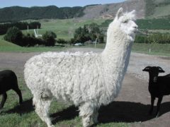 800px Fluffy white alpaca at Agrodome in Rotorua 240x180 - Agrodome