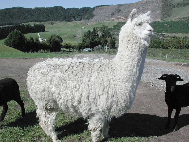 800px Fluffy white alpaca at Agrodome in Rotorua - Agrodome