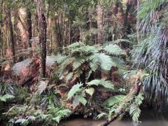 Bridal Veil Falls 04 240x180 - Bridal Veil Falls (Wairēinga Falls)