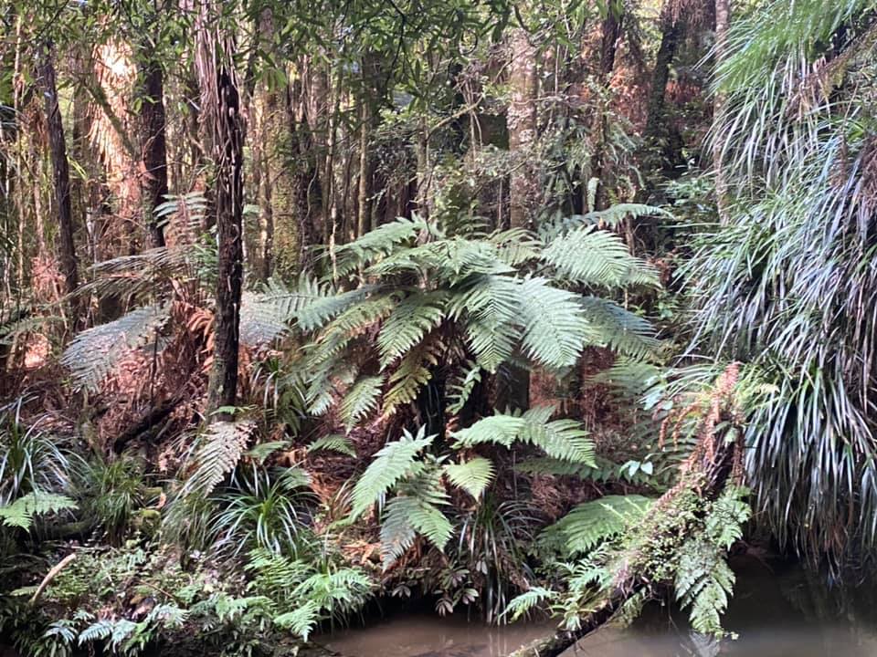 Bridal Veil Falls 04 - Bridal Veil Falls (Wairēinga Falls)