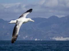 Gibsons Wandering Albatross2  ResizedImageWzg5Myw1OTVd 240x180 - Whale Watching Kaikoura