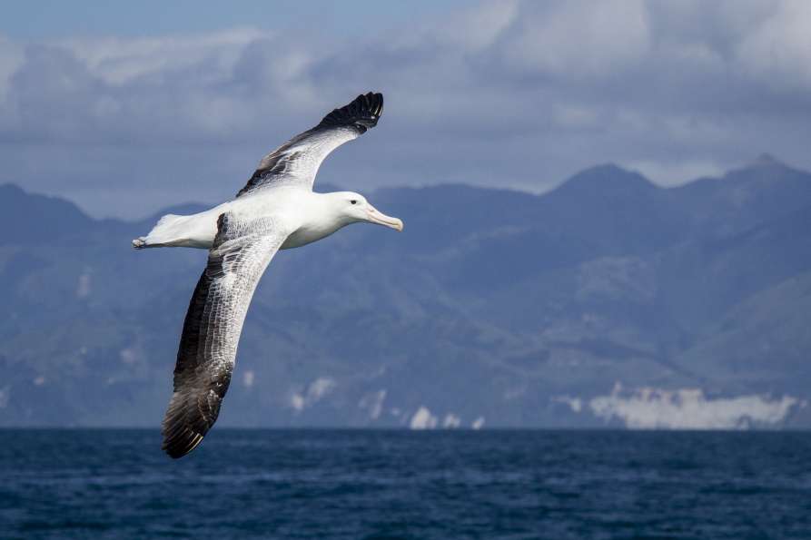 Gibsons Wandering Albatross2  ResizedImageWzg5Myw1OTVd - Whale Watching Kaikoura