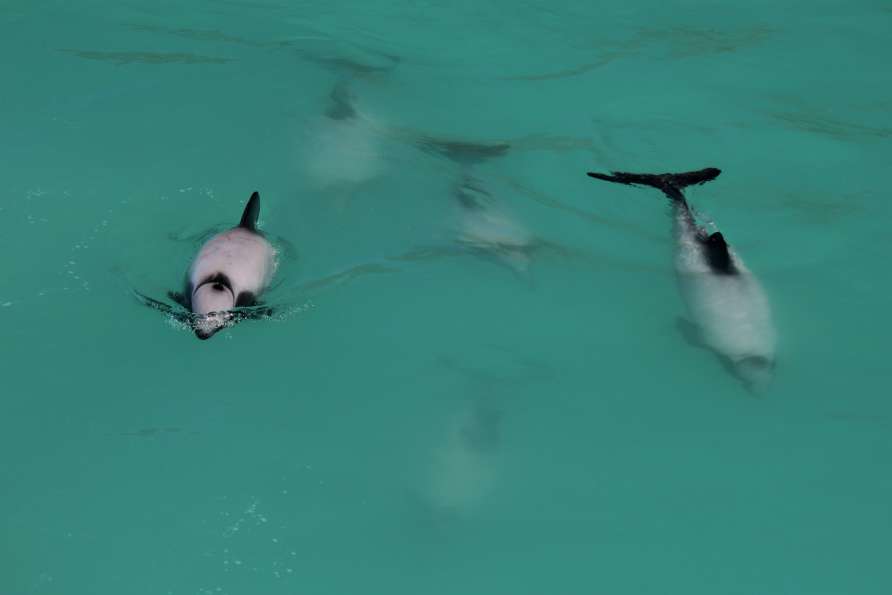 Hectors Dolphins4  ResizedImageWzg5Miw1OTVd - Whale Watching Kaikoura