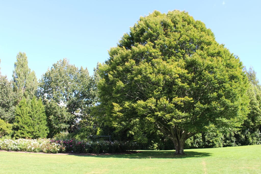 IMG 7732 1024x683 - Hamilton Gardens