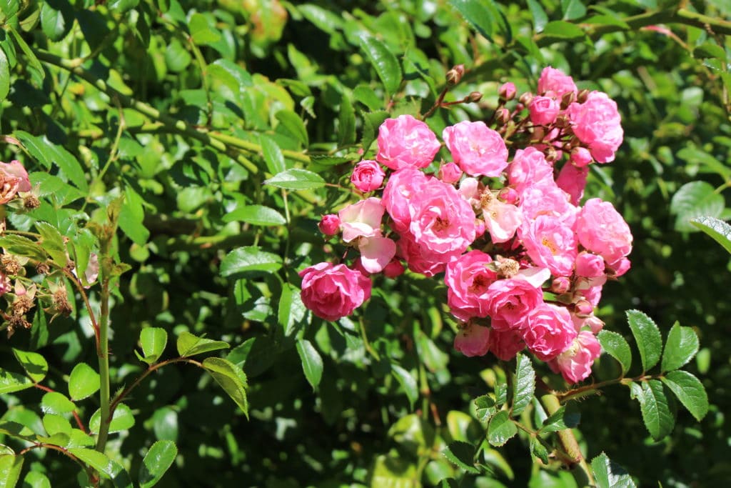 IMG 7735 1024x683 - Hamilton Gardens