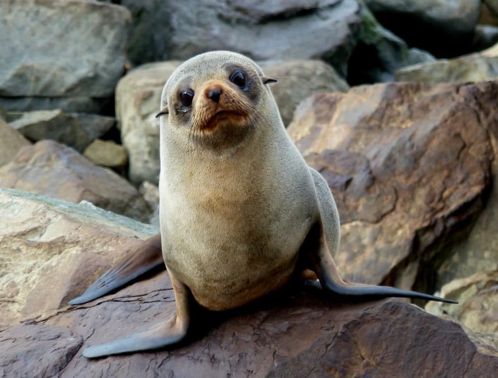 New Zealand Fur seal.FZ200 14502532505 1024x778 - Kaikoura Kayaks