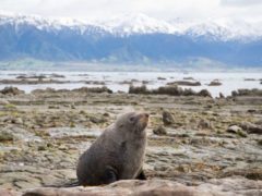 Nz Fur Seal at Point Kean  ResizedImageWzg5Myw1OTNd 240x180 - Whale Watching Kaikoura