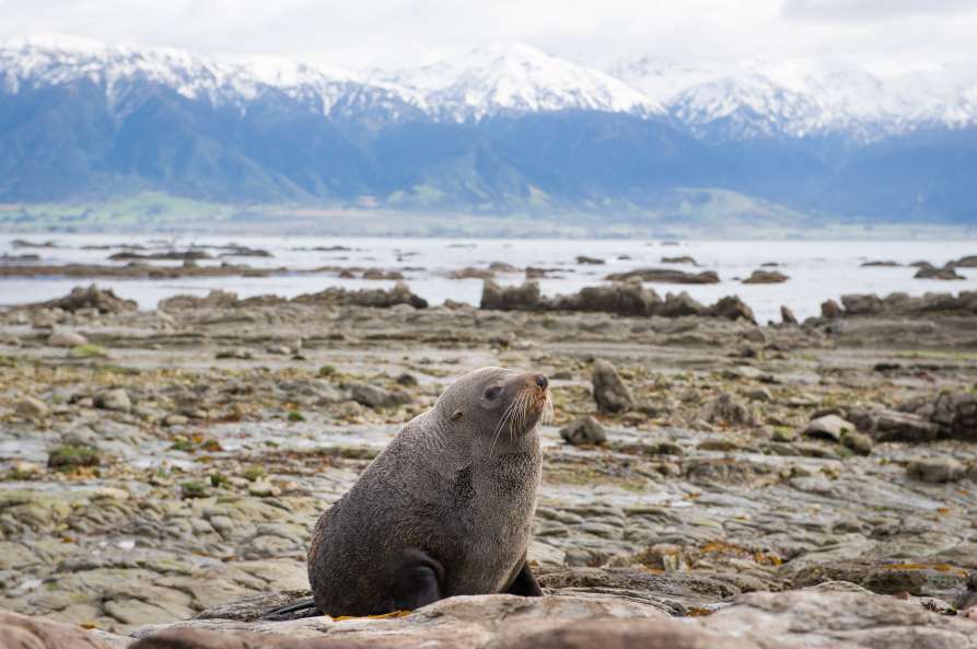 Nz Fur Seal at Point Kean  ResizedImageWzg5Myw1OTNd - Whale Watching Kaikoura