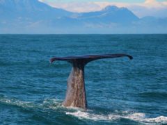 Semi resident sperm whale Tutu3  ResizedImageWzg5Myw1OTVd 240x180 - Whale Watching Kaikoura