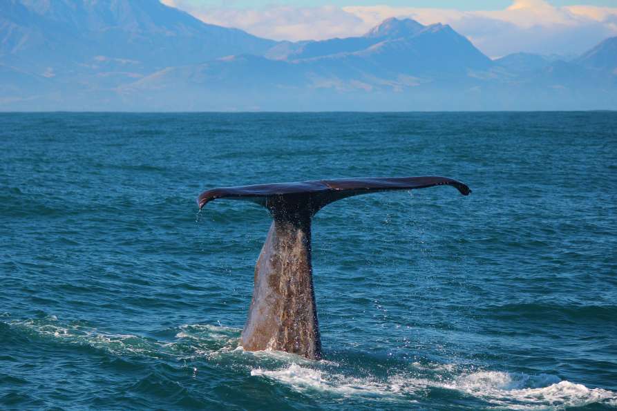 Semi resident sperm whale Tutu3  ResizedImageWzg5Myw1OTVd - Whale Watching Kaikoura