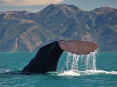 Sperm Whale Tiaki7  ResizedImageWzg5Myw1OTRd 240x180 - Whale Watching Kaikoura