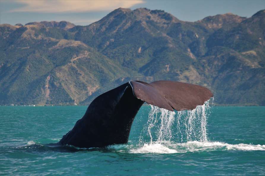 Sperm Whale Tiaki7  ResizedImageWzg5Myw1OTRd - Whale Watching Kaikoura