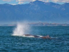 Sperm whale blow  ResizedImageWzg5Myw1ODhd 240x180 - Whale Watching Kaikoura