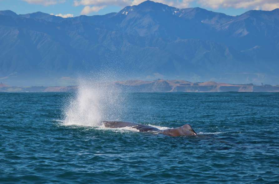 Sperm whale blow  ResizedImageWzg5Myw1ODhd - Whale Watching Kaikoura