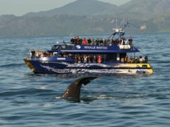 Wawahia Tail  ResizedImageWzg5Myw1OTNd 240x180 - Whale Watching Kaikoura