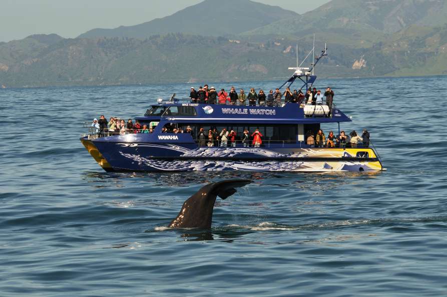 Wawahia Tail  ResizedImageWzg5Myw1OTNd - Whale Watching Kaikoura