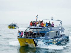 Whale Watch Vessels Pax  ResizedImageWzg5Myw1NjNd 240x180 - Whale Watching Kaikoura