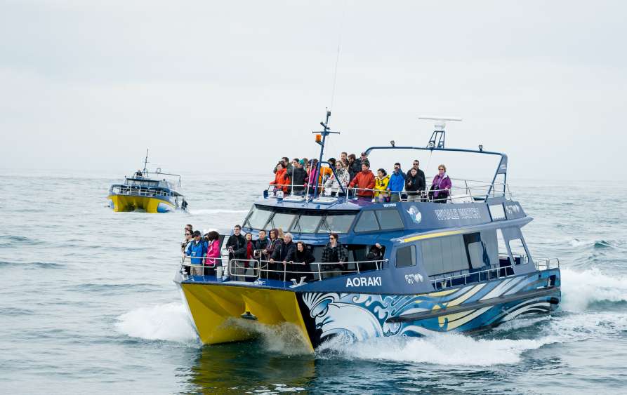 Whale Watch Vessels Pax  ResizedImageWzg5Myw1NjNd - Whale Watching Kaikoura