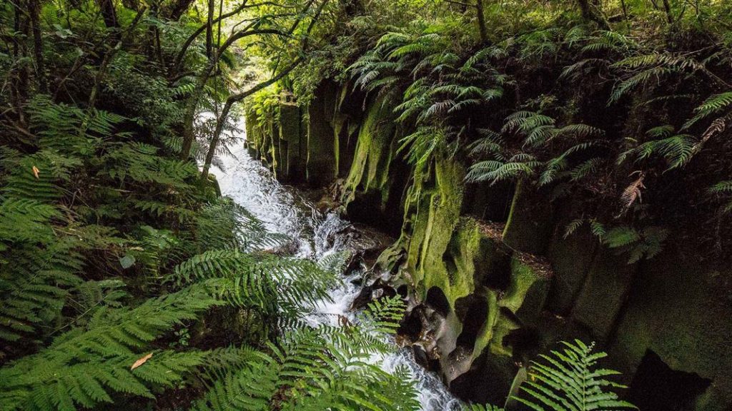 bop film whirinaki canyon hero 1024x576 - H Tree Track