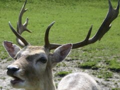 fallow deer 240x180 - Paradise Valley Springs