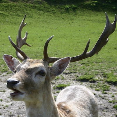 fallow deer - Paradise Valley Springs