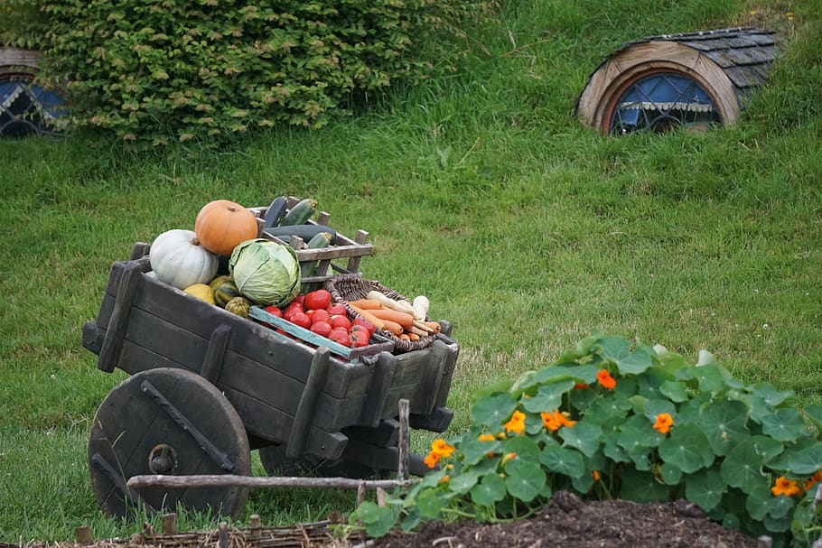 garden new zealand the hobbit hobbiton movie set travel - Hobbiton Tours