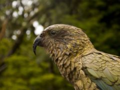 kea parrot 2677190 1280 240x180 - Paradise Valley Springs