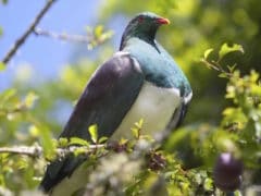 kereru 240x180 - Paradise Valley Springs