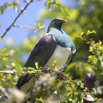 kereru - Paradise Valley Springs