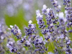 lavendercloseup3 DSC9037 240x180 - Lavendyl Lavender Farm