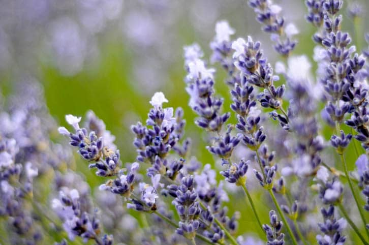 lavendercloseup3 DSC9037 - Lavendyl Lavender Farm