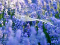 lavendercloseupspider DSC9144 240x180 - Lavendyl Lavender Farm