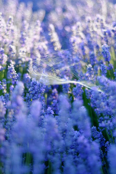 lavendercloseupspider DSC9144 - Lavendyl Lavender Farm