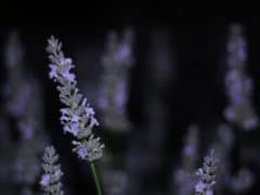 lavendernight DSC9493 240x180 - Lavendyl Lavender Farm