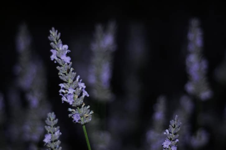 lavendernight DSC9493 - Lavendyl Lavender Farm