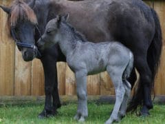 miniature horse 240x180 - Paradise Valley Springs