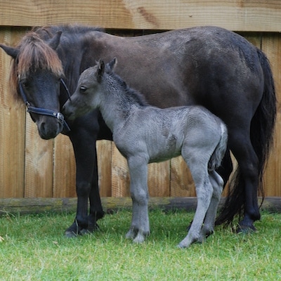 miniature horse - Paradise Valley Springs