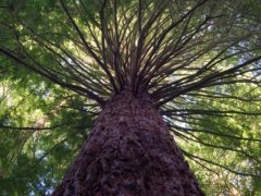 rotorua new zealand forest newzealand 240x180 - The Redwoods (Whakarewarewa Forest)