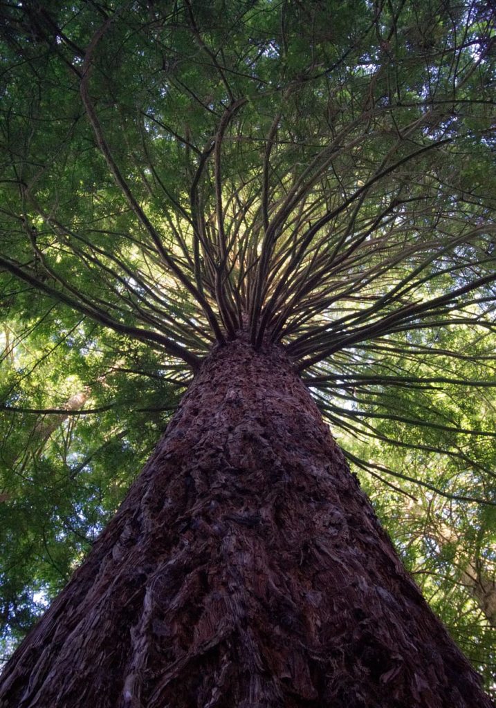 rotorua new zealand forest newzealand 717x1024 - The Redwoods (Whakarewarewa Forest)