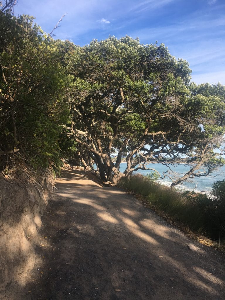 IMG 0105 768x1024 - Mount Manganui (Mauao) Base Track