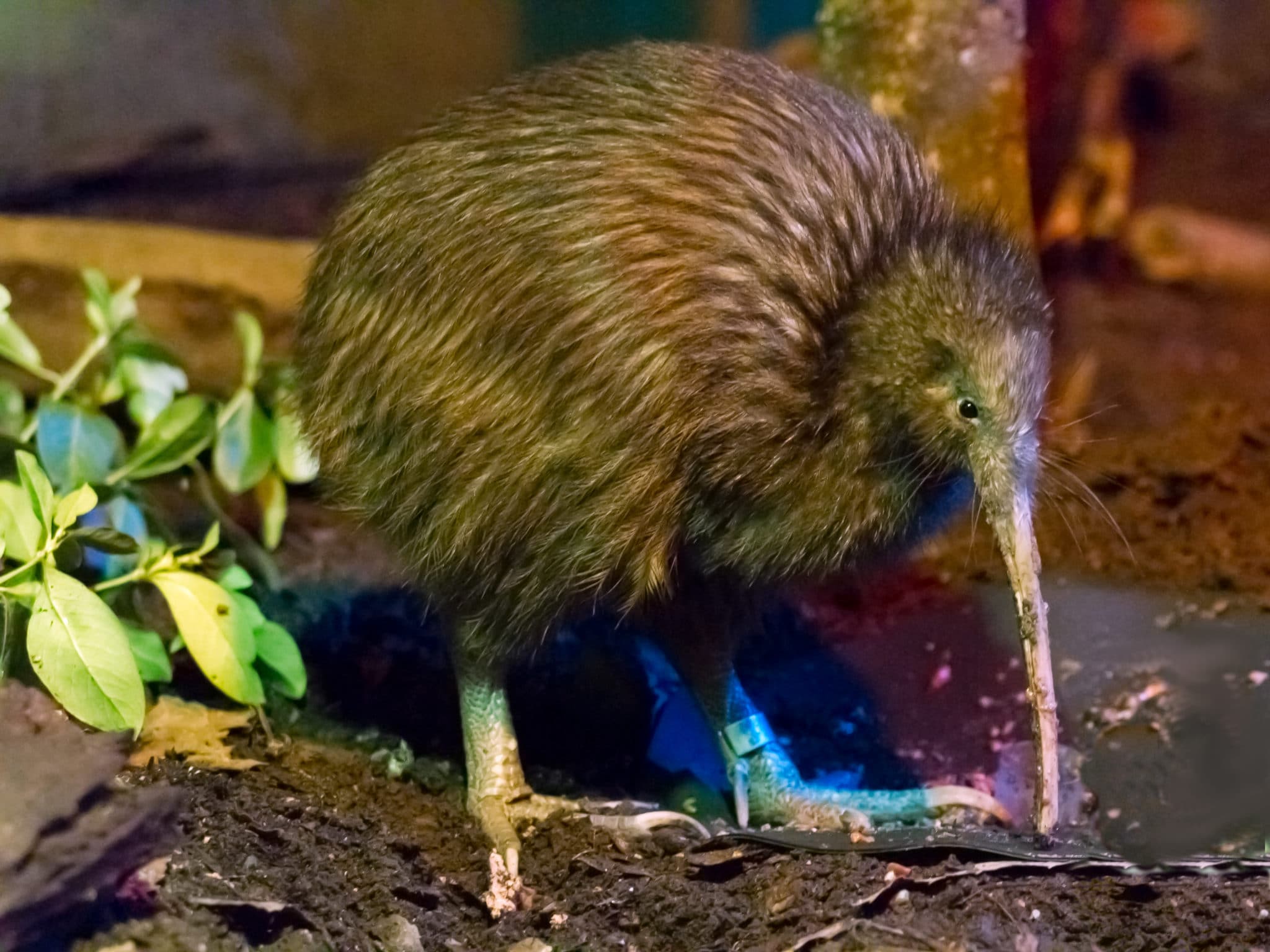Kiwi North - Whangarei Museum, Kiwi House & Heritage Park - Freedom ...