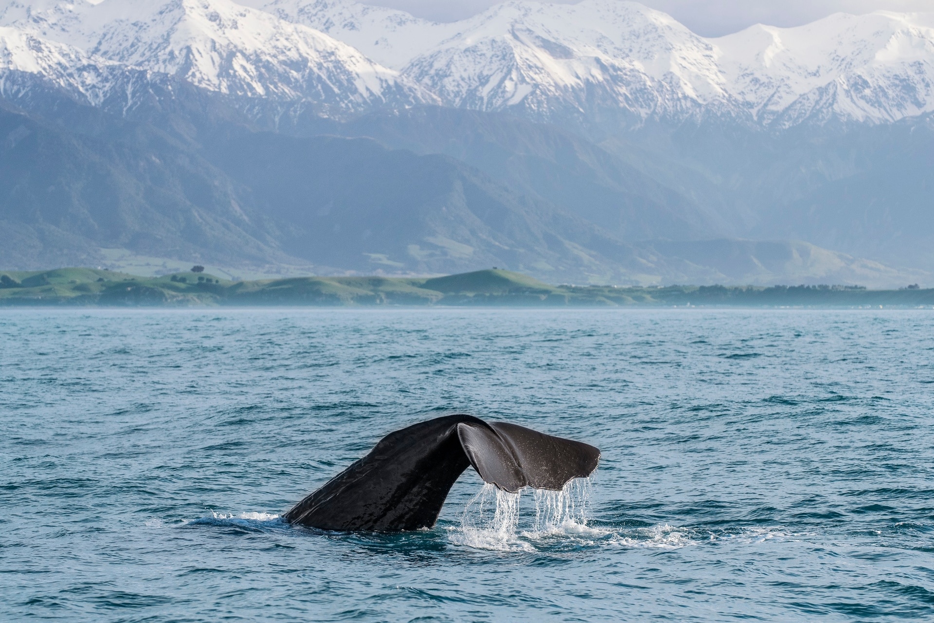 MHP 8378 Kaikoura Canterbury Miles Holden Wildlife - Visiting NZ