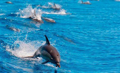 OIP - Auckland Whale & Dolphin Wildlife Cruise