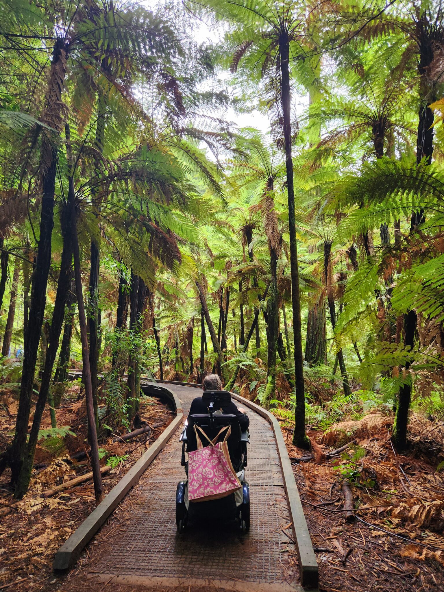 Redwoods Forest Rotorua scaled - Explore Wheelchair Accessible Adventures in Rotorua