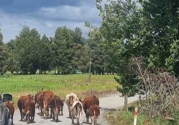 rushhourtraffic2 - 'The farm can't wait.'  with her husband tied up at the busiest time of the year, mobility was essential to Virginia after a knee operation
